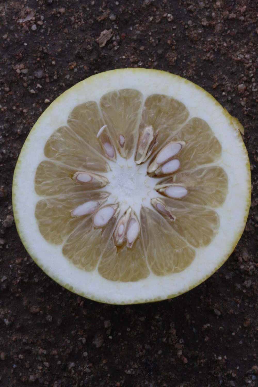            Fruit cross-section (Riverside, CA)   
